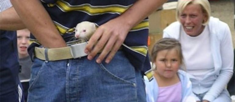 Удерживание хорька в штанах